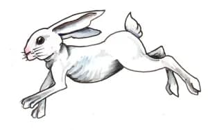 GRAFORD JACKRABBIT 5K RUN 2026 logo