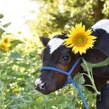 Dairy Dash 5K Trail Run 2026 logo