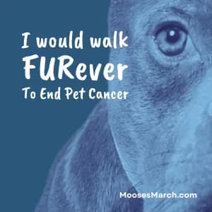 I would walk FURever To End Pet Cancer. A Fun Run/Walk for Moose's March 2026 logo