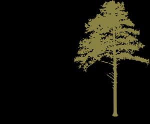 Jasper Mountain Trail Fest 2026 logo