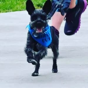 The Buzz Run + Stylin Paws Downtown Dog Walk 2026 logo