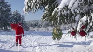 Frosty Forest 5k 2026 logo