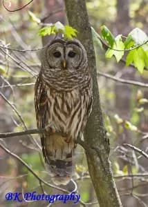 Hoot Done It? A Meeks Mountain Evening Owl Investigation 2026 logo