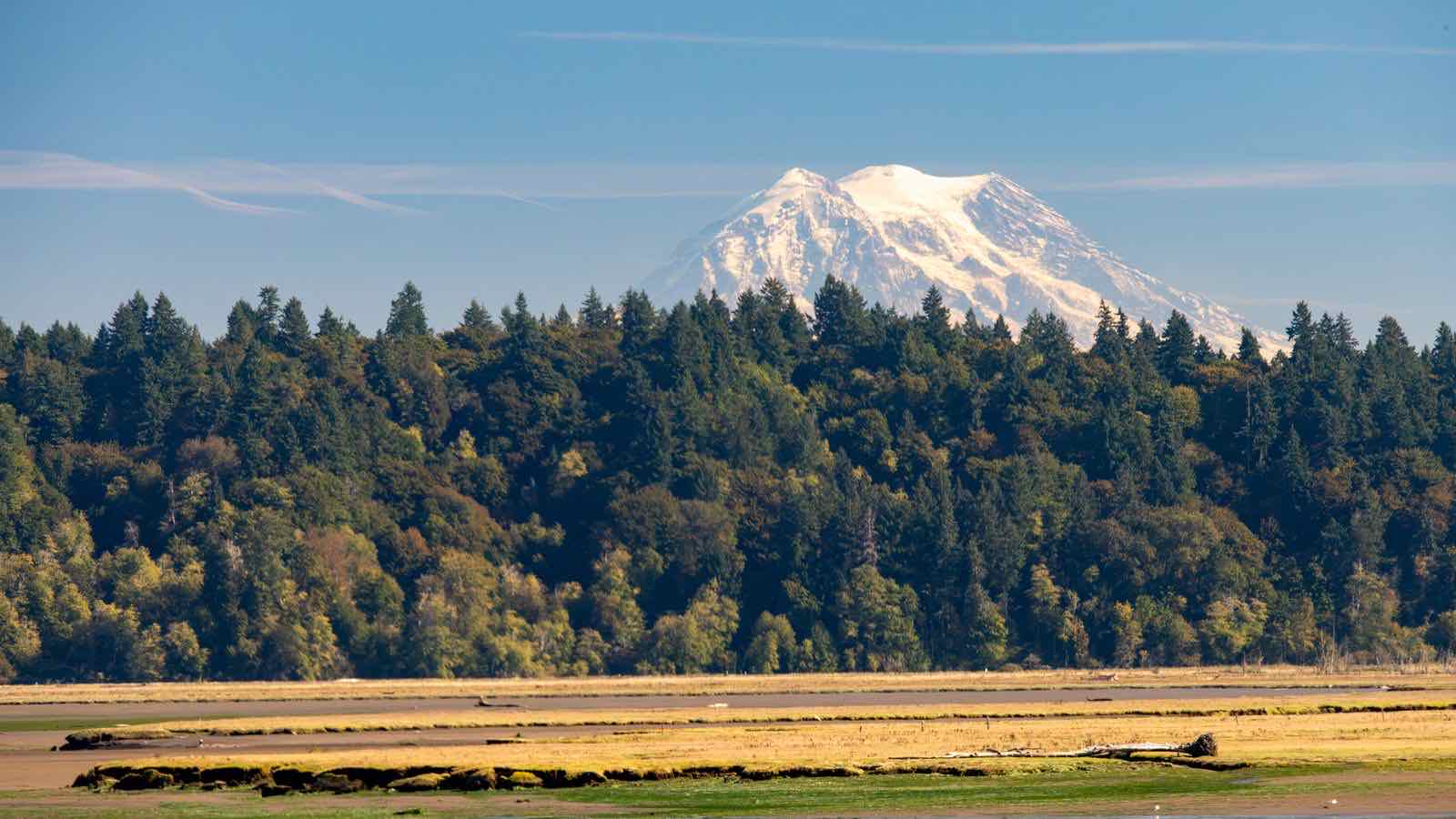 Mount Rainier rising beyond an evergreen forest, Washington.